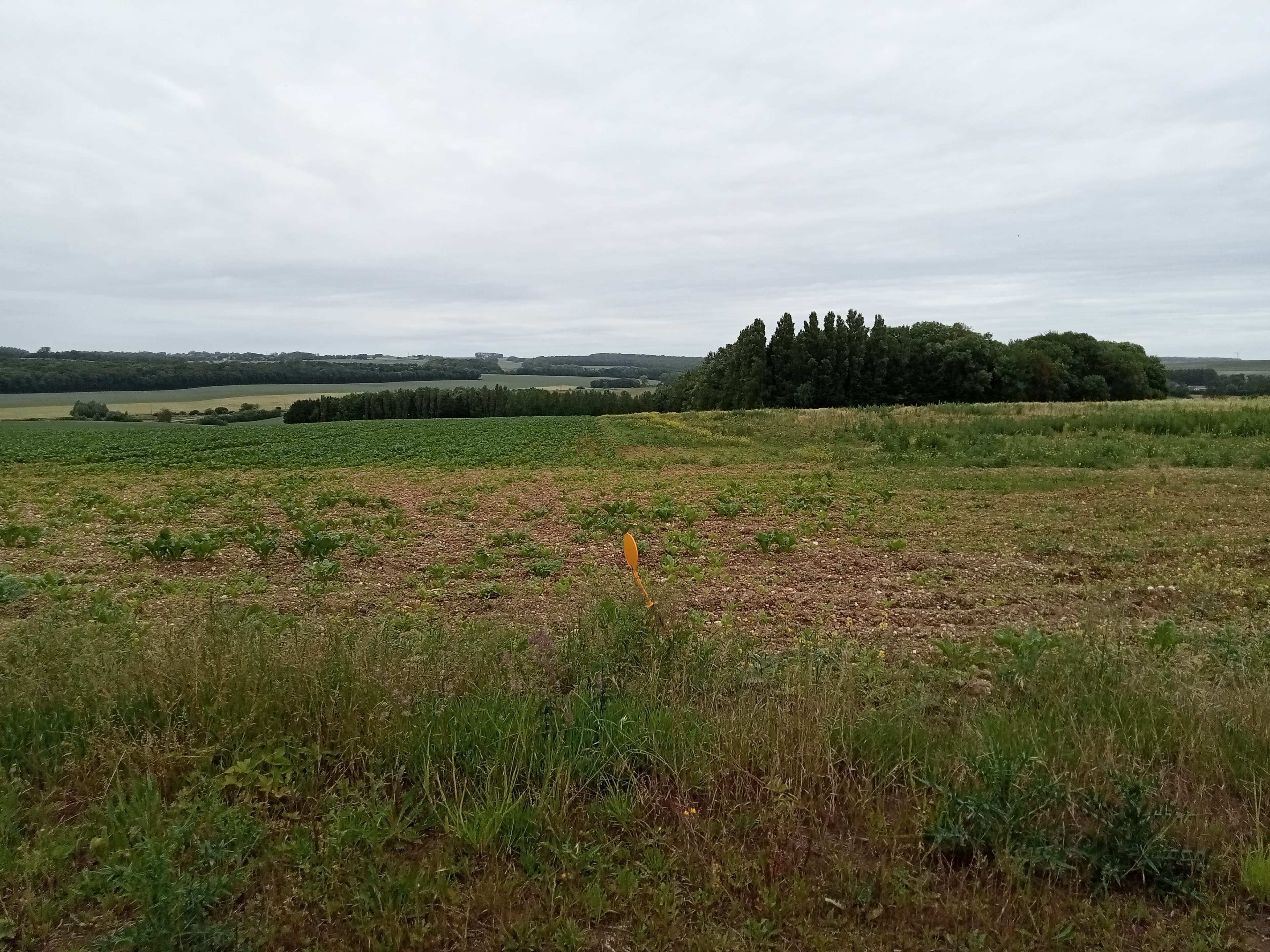 New diversified afforestation in Carnoy-Mametz