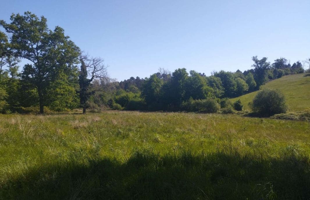 Nouveau boisement diversifié à Beauronne