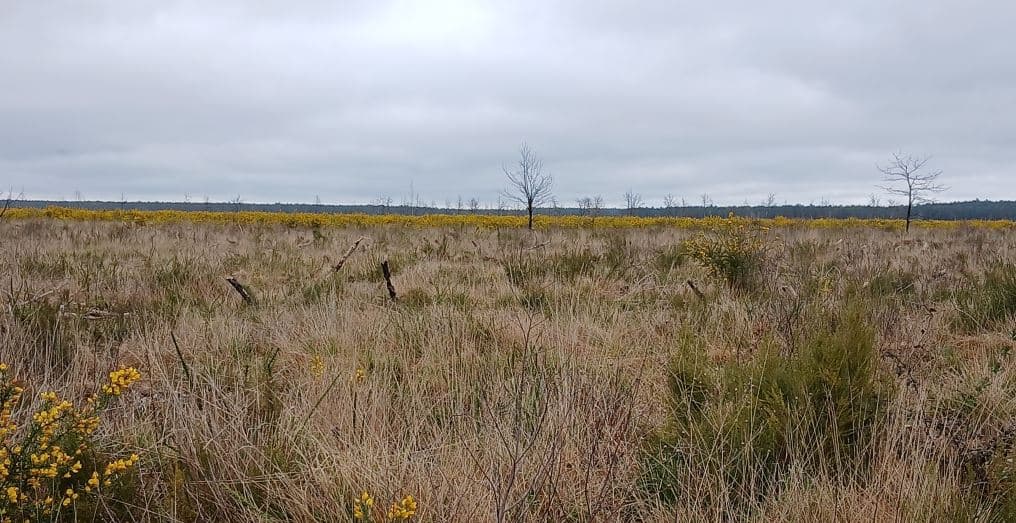 Reforestation of a burnt-out forest in Sainte-Hélène