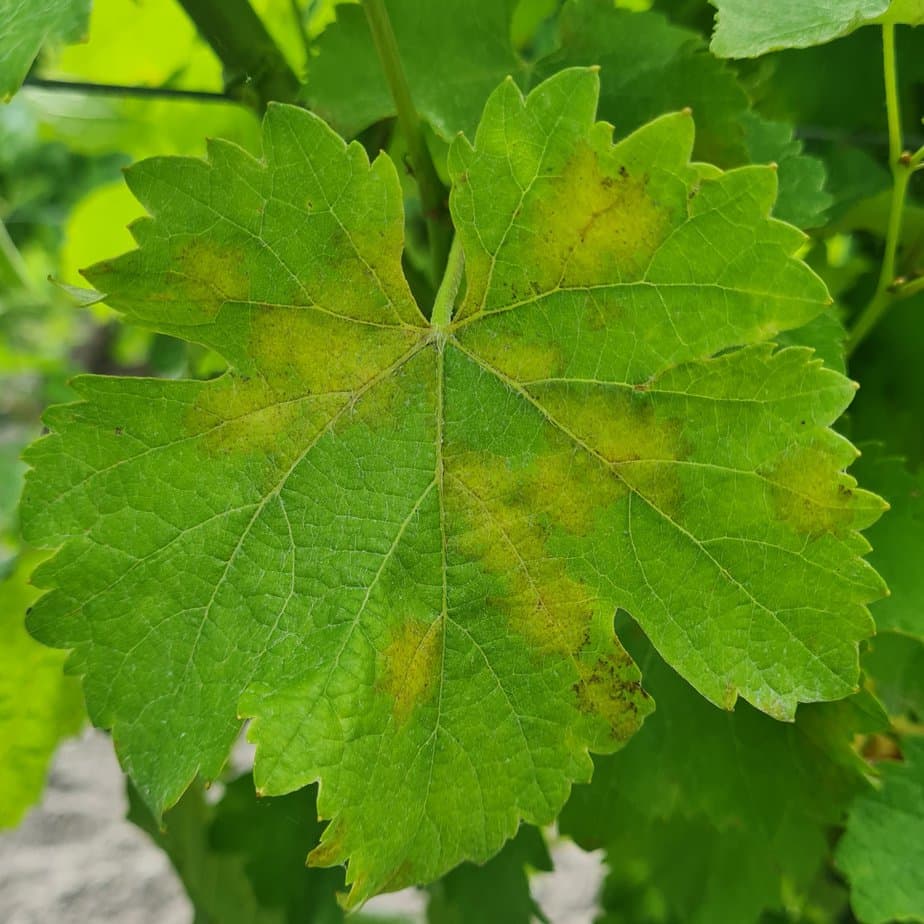 Valorisation de ceps de vignes en combustible biomasse à Sainte-Marie-de-Ré
