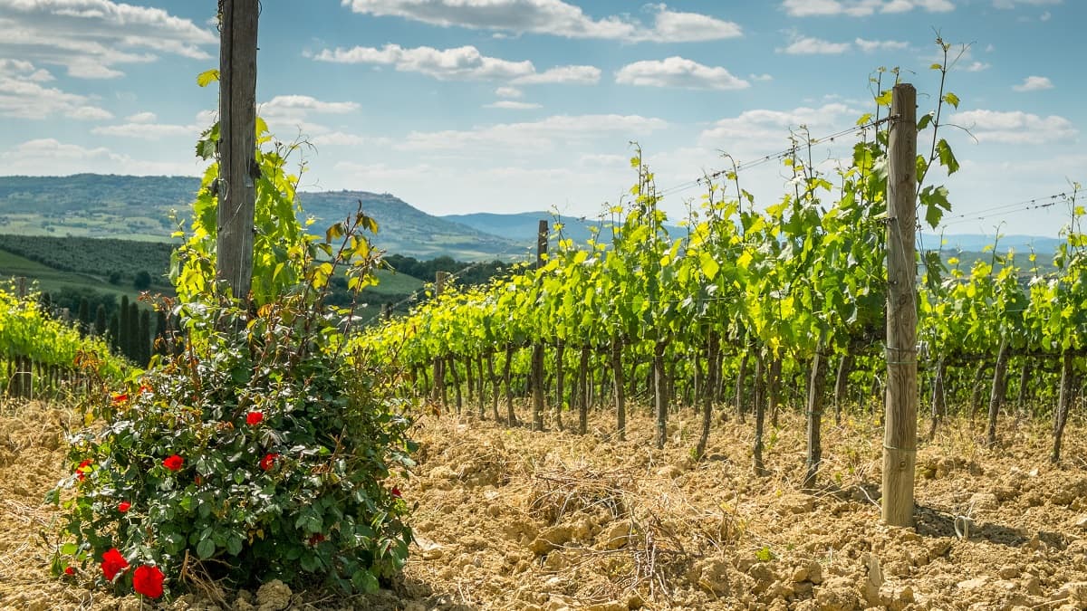 Energy recovery from vine cuttings in Sainte-Colombe
