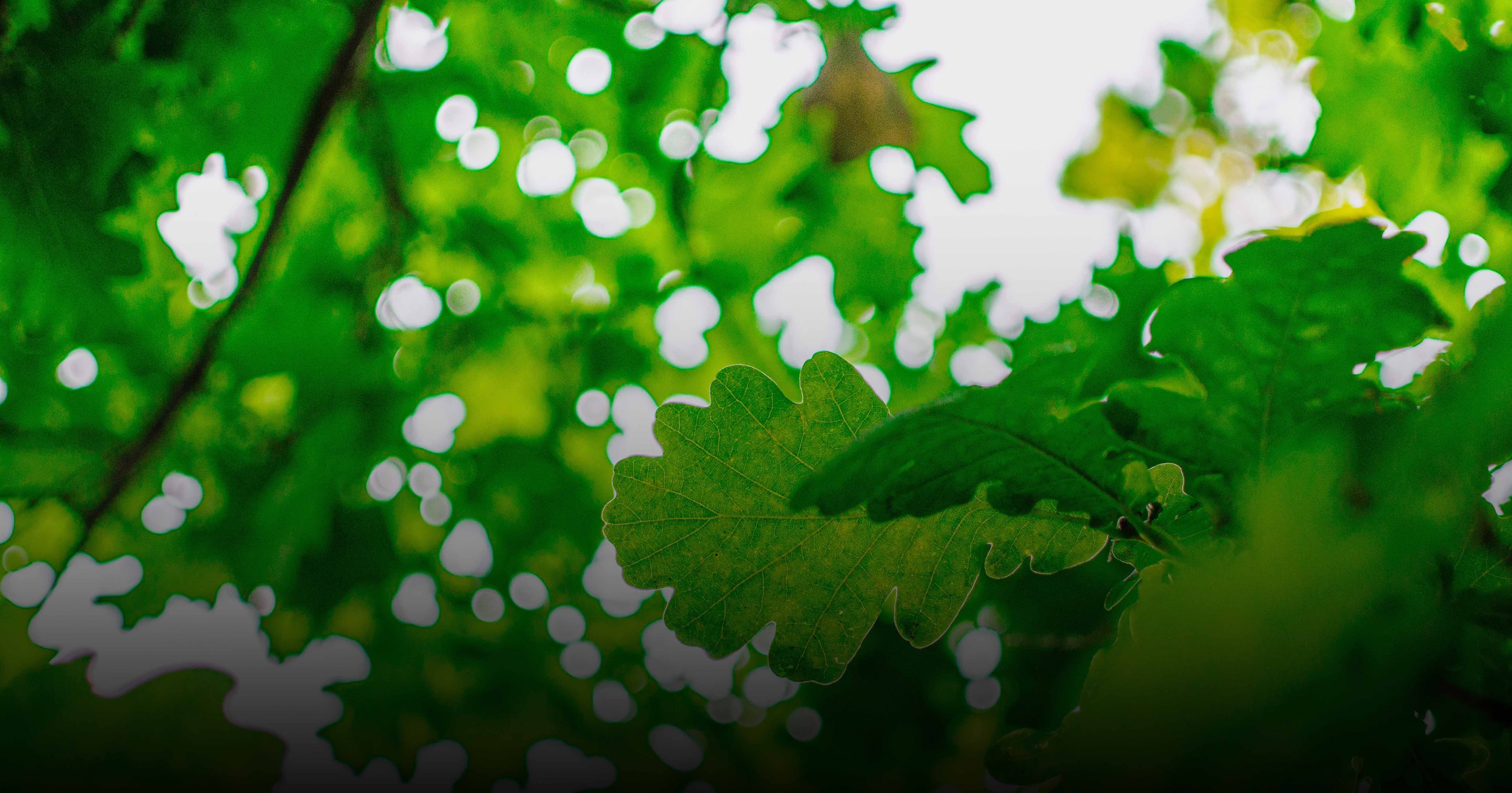 Afforestation of 25.37 hectares across 4 municipalities in Gironde
