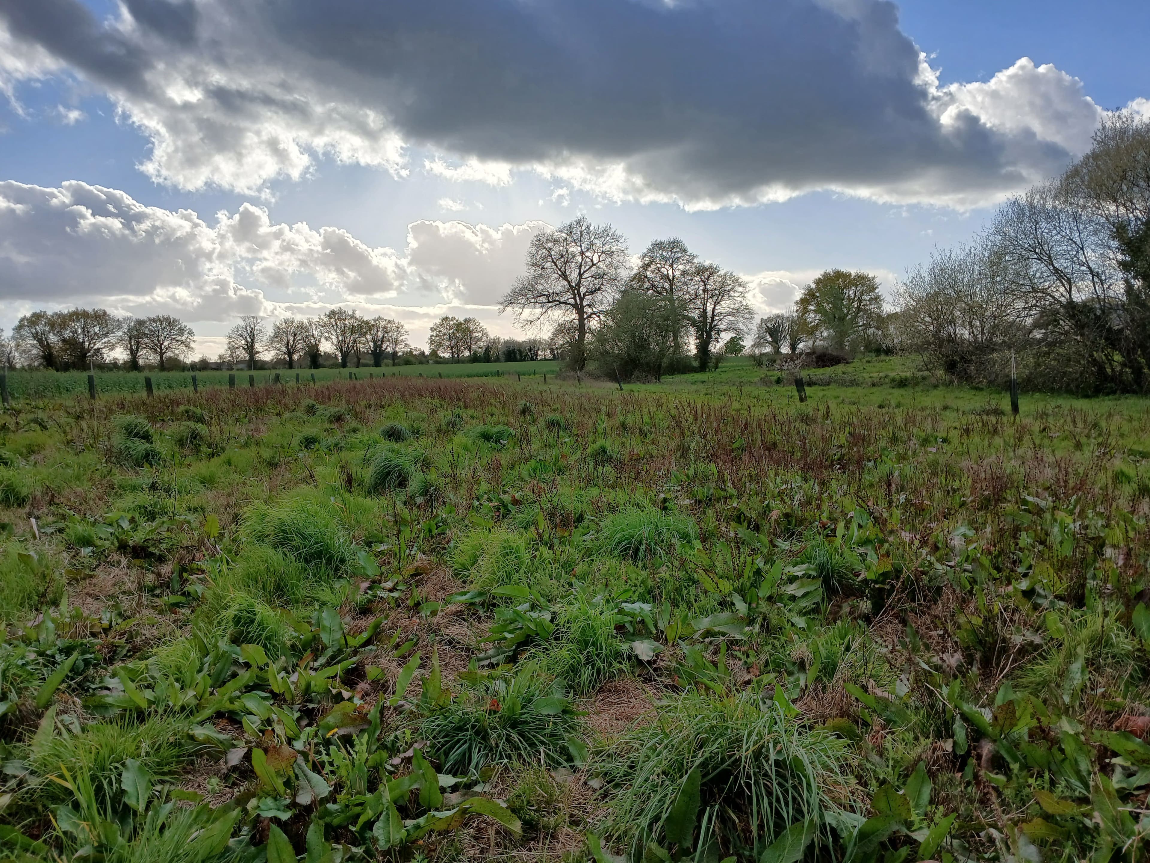 Plantation of 4.66 hectares in Challain-la-Potherie