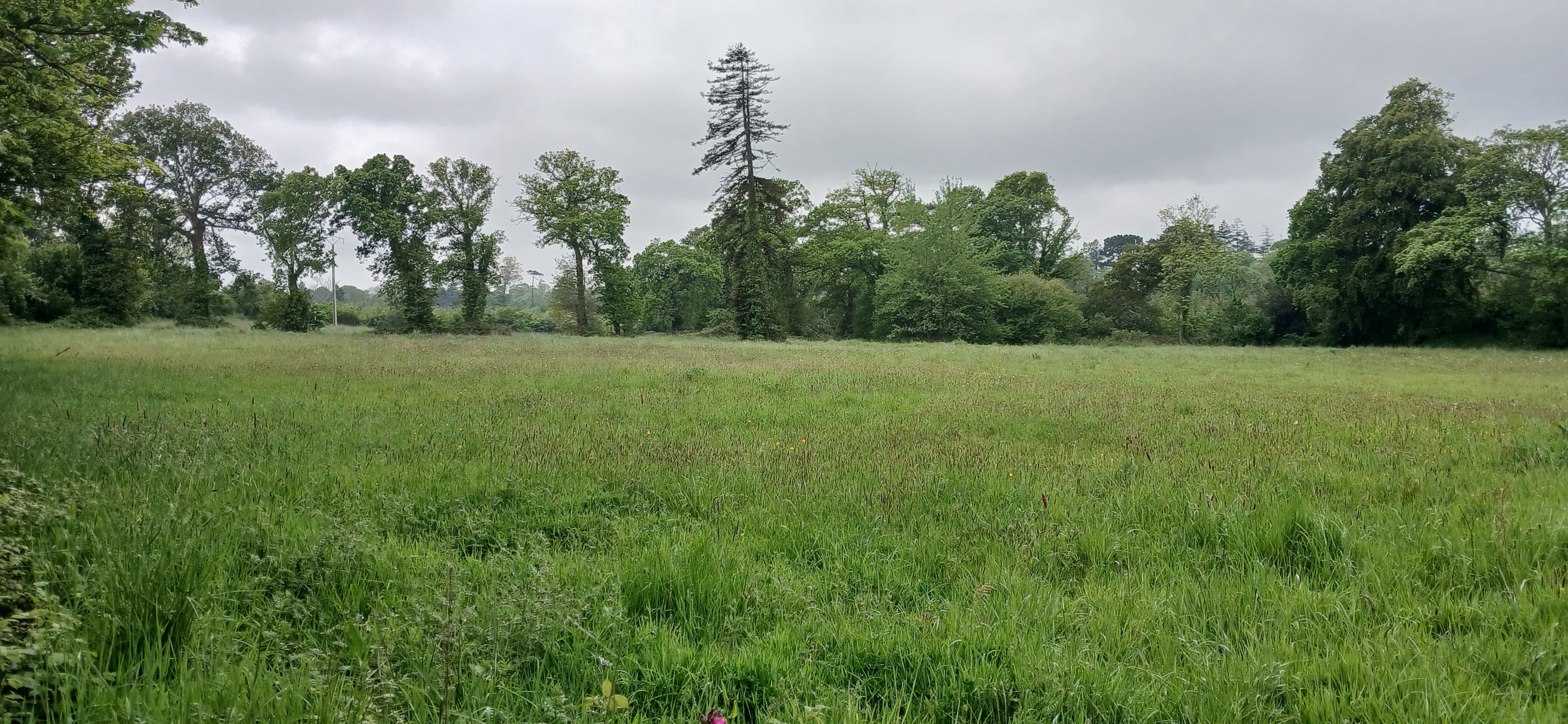 New afforestation covering 4.88 hectares in the Manche department