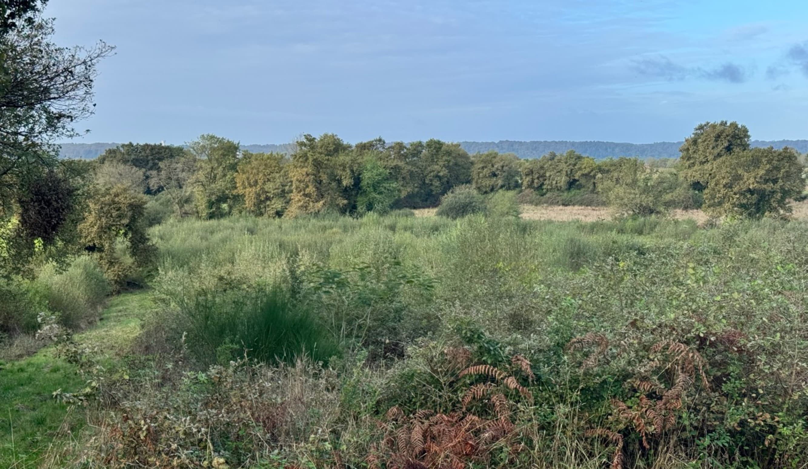 Boisement de 7,65 hectares à Aire-sur-l'Adour