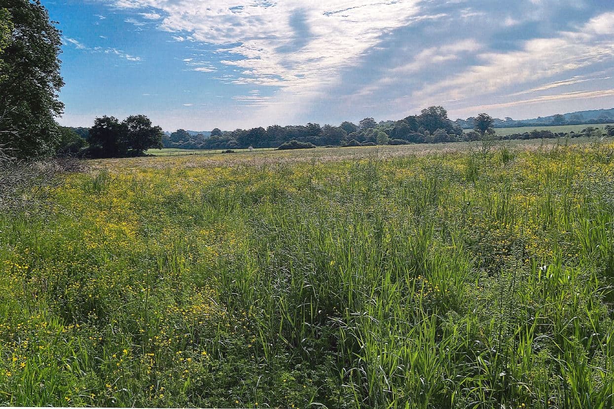 Forest expansion in Val d'Erdre-Auxence