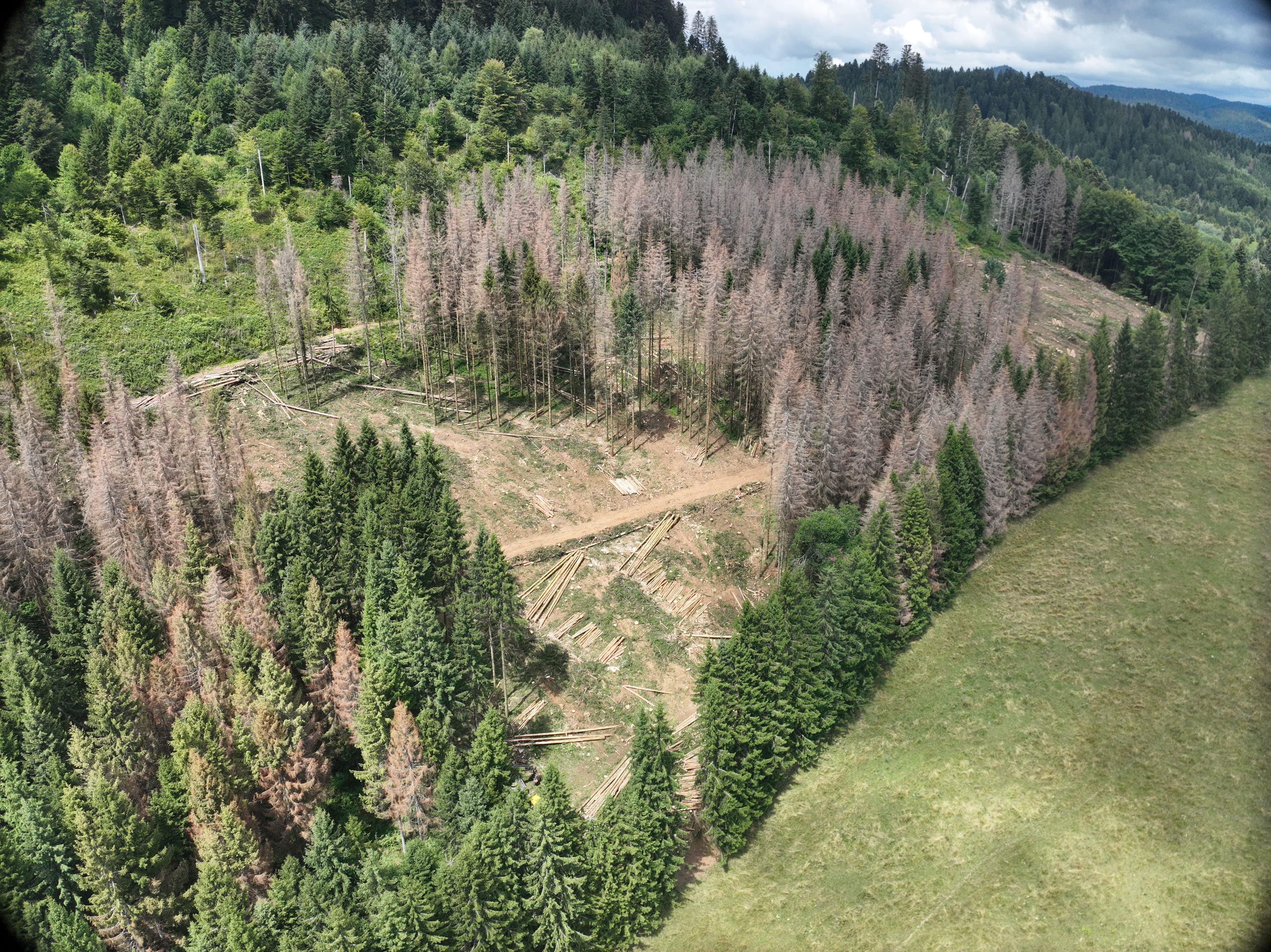 Reboisement de 6,63 hectares à Brénod