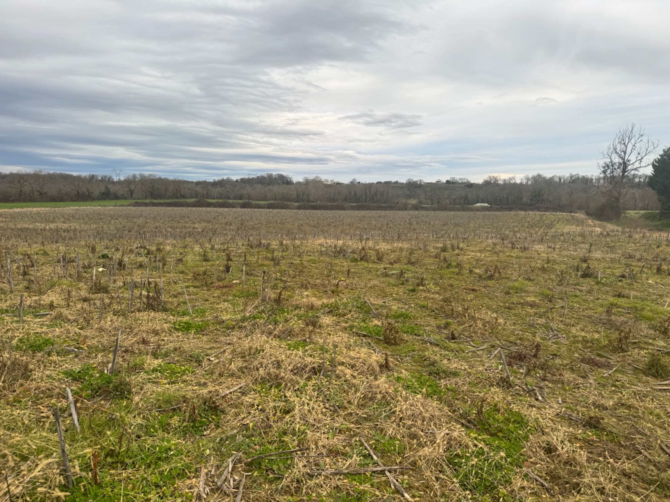 Afforestation of 7.65 hectares in Bonnegarde and Amou