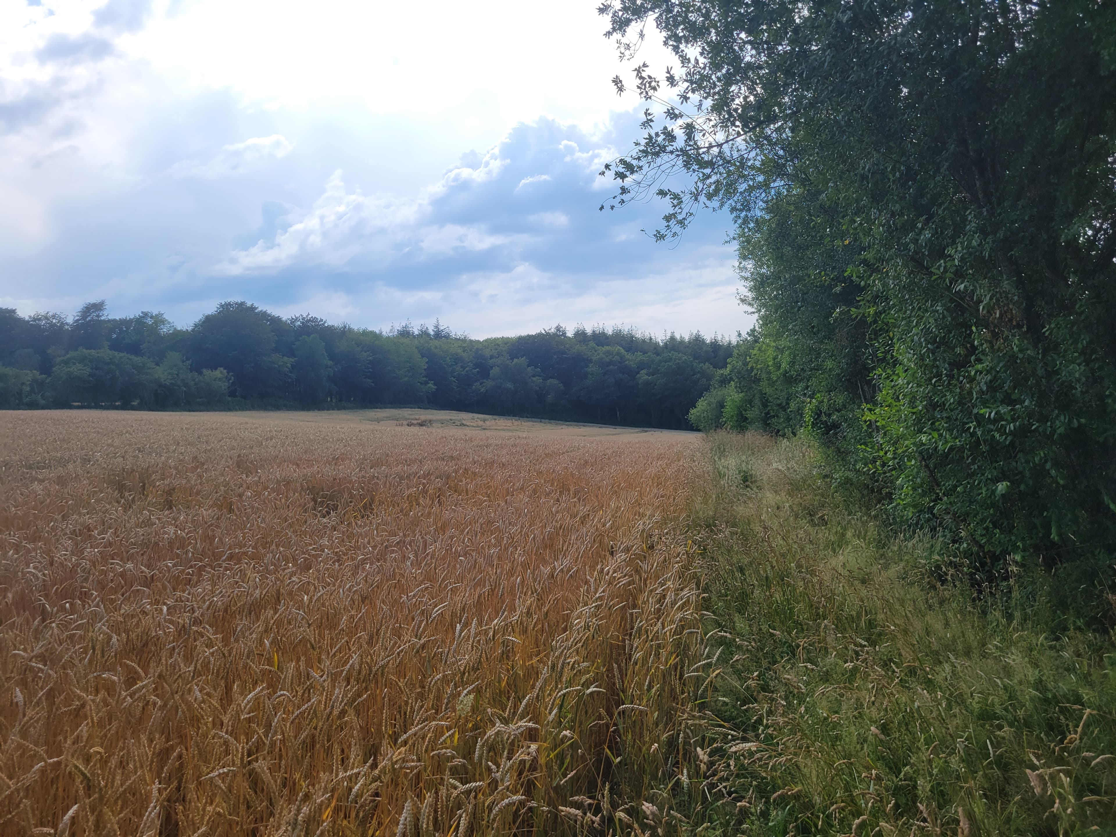 Nouveau Boisement diversifié à Saint-Sauveur-le-Vicomte