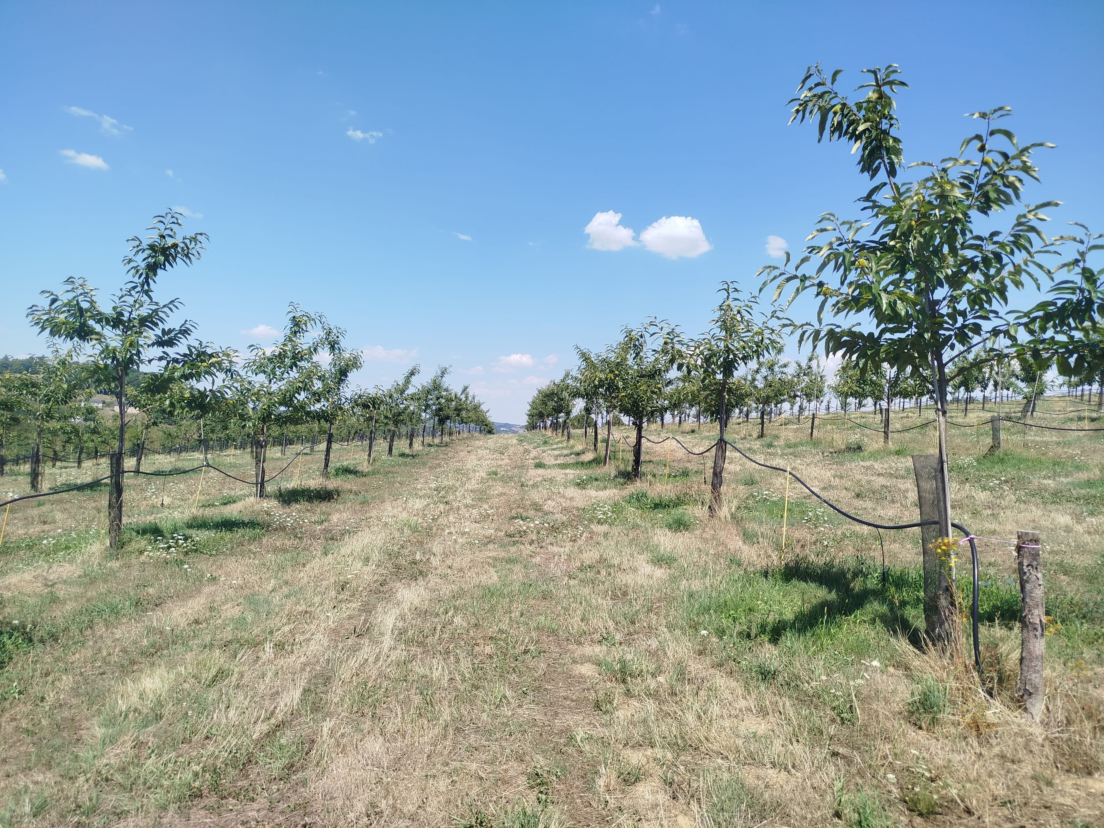 Plantation de châtaigniers en Corrèze