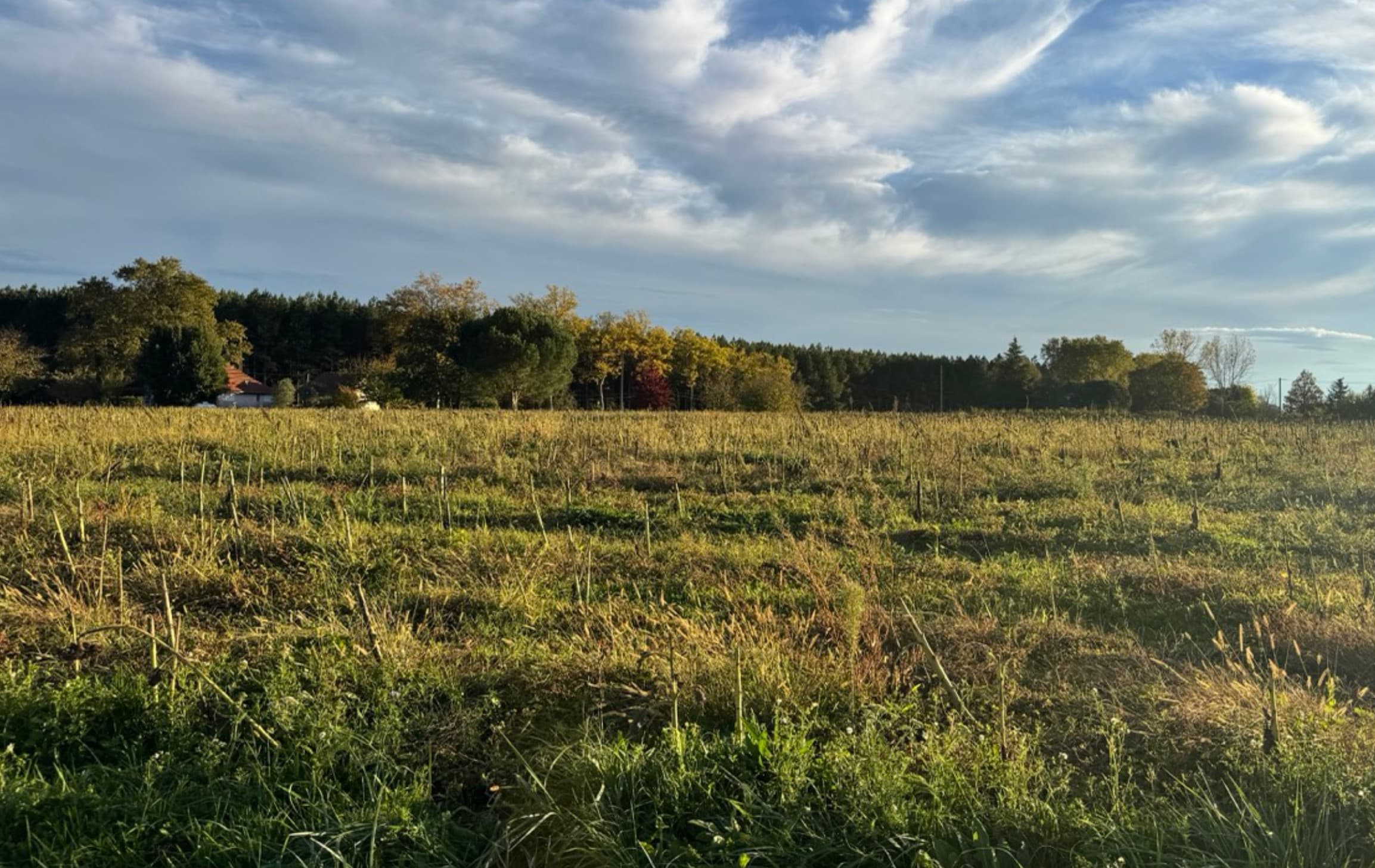 Nouveau boisement de 8,12 hectares à Castelnau d'Auzan Labarrère