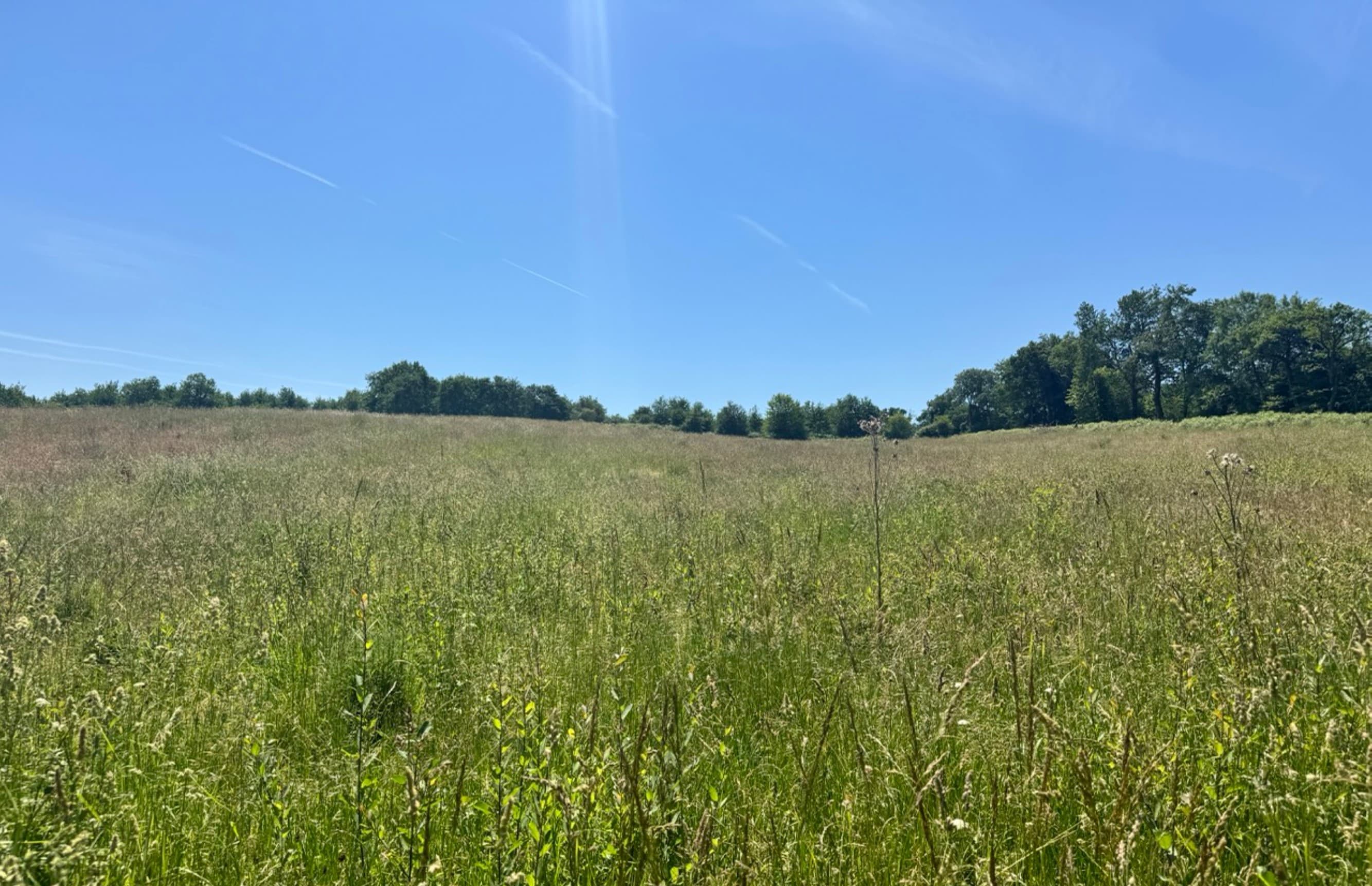Nouveau boisement de 3,7 hectares à Monget