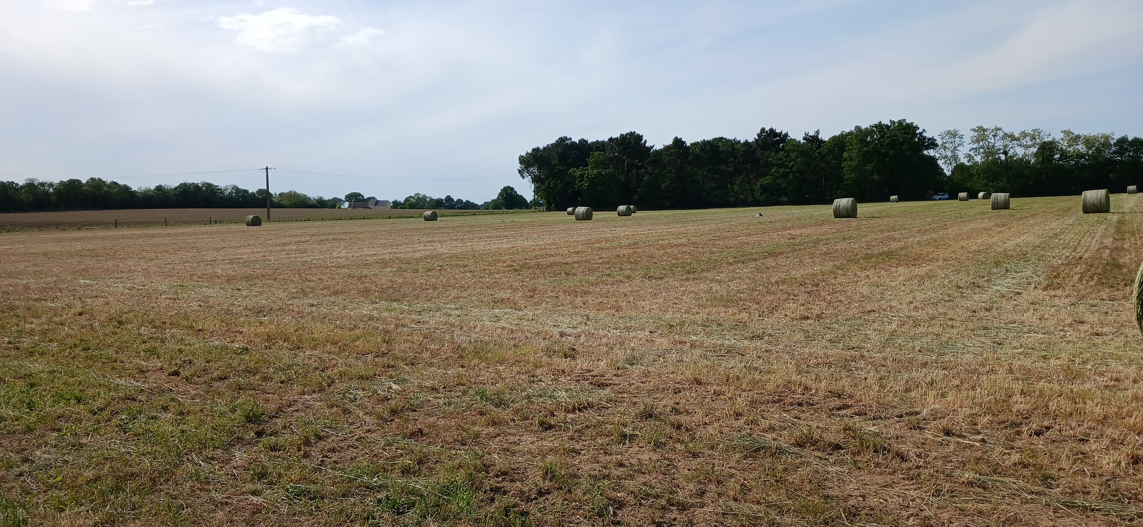 A diverse afforestation project covering 7.4 hectares in Roëzé-sur-Sarthe
