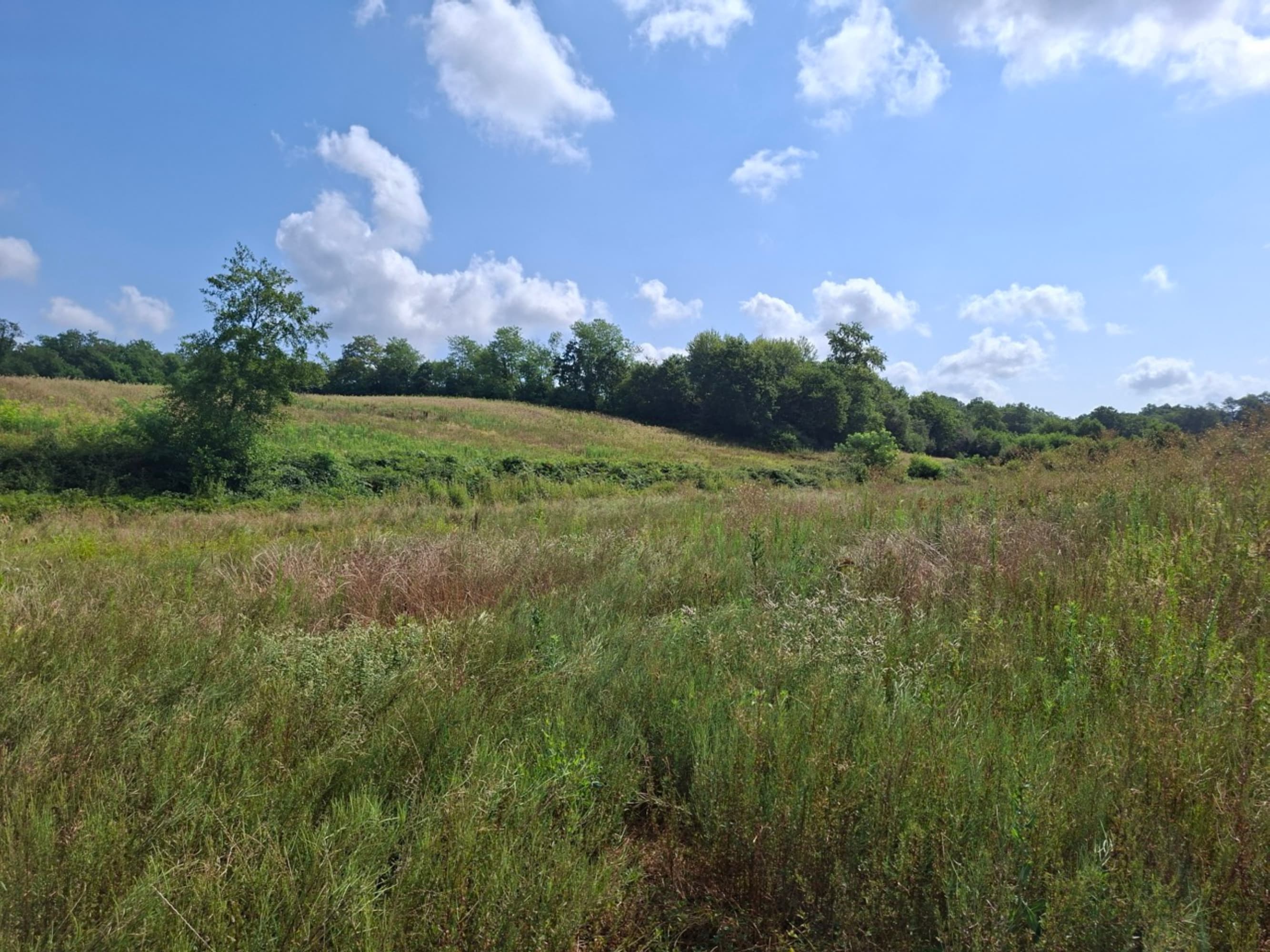 Création de 6,38 hectares de forêt à Maupas et Estang