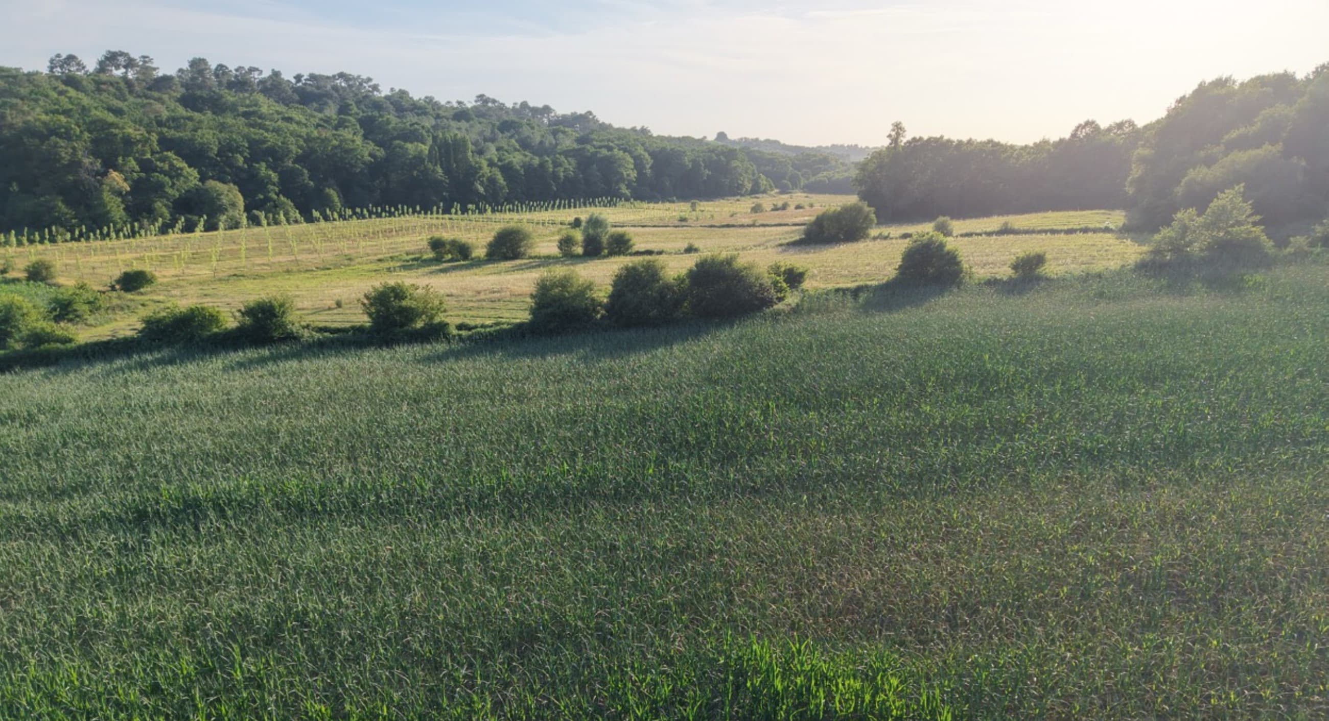 Création de 7,55 hectares de forêts à Sainte-Colombe