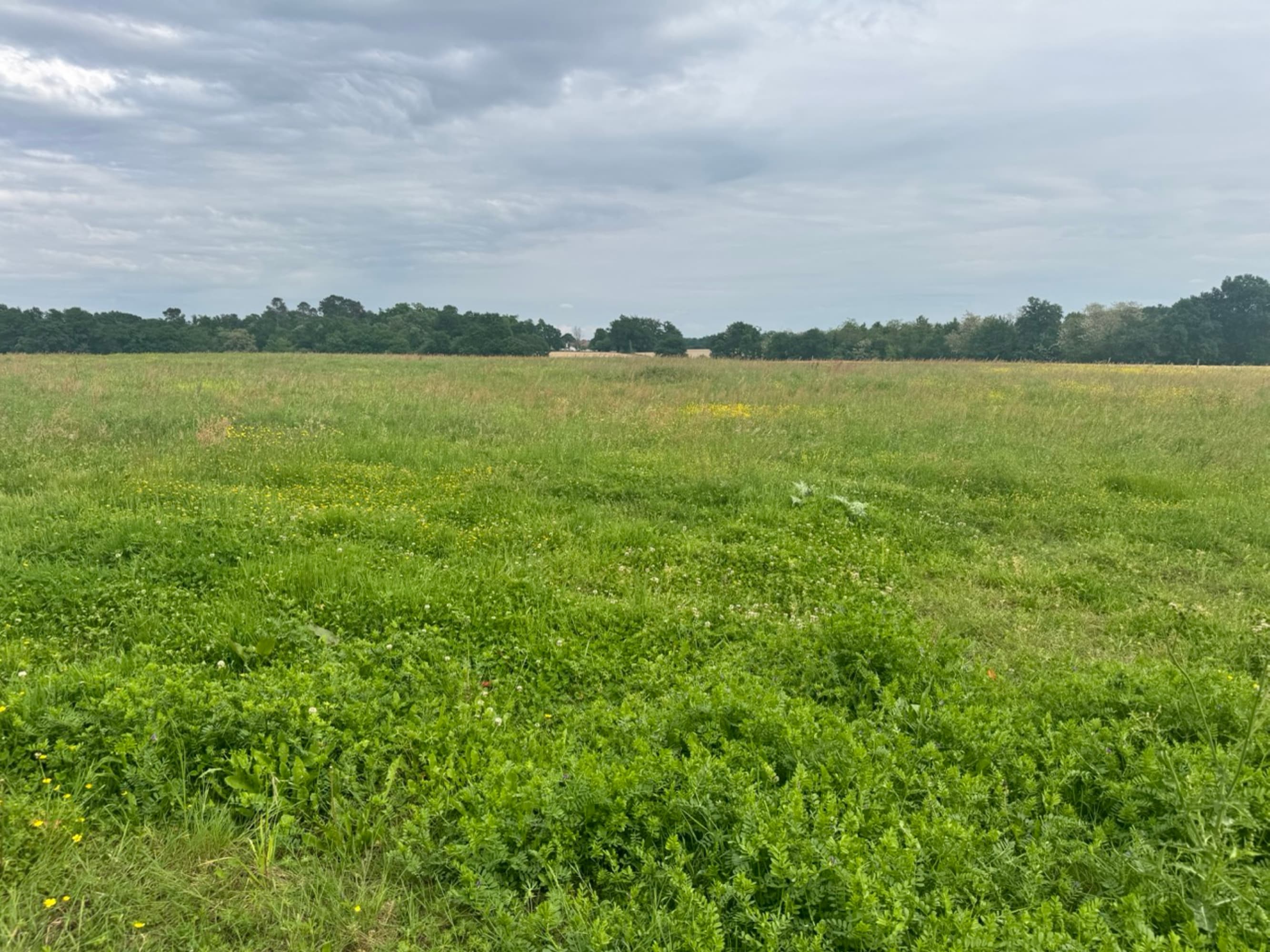 New afforestation covering 2.52 hectares in the Landes