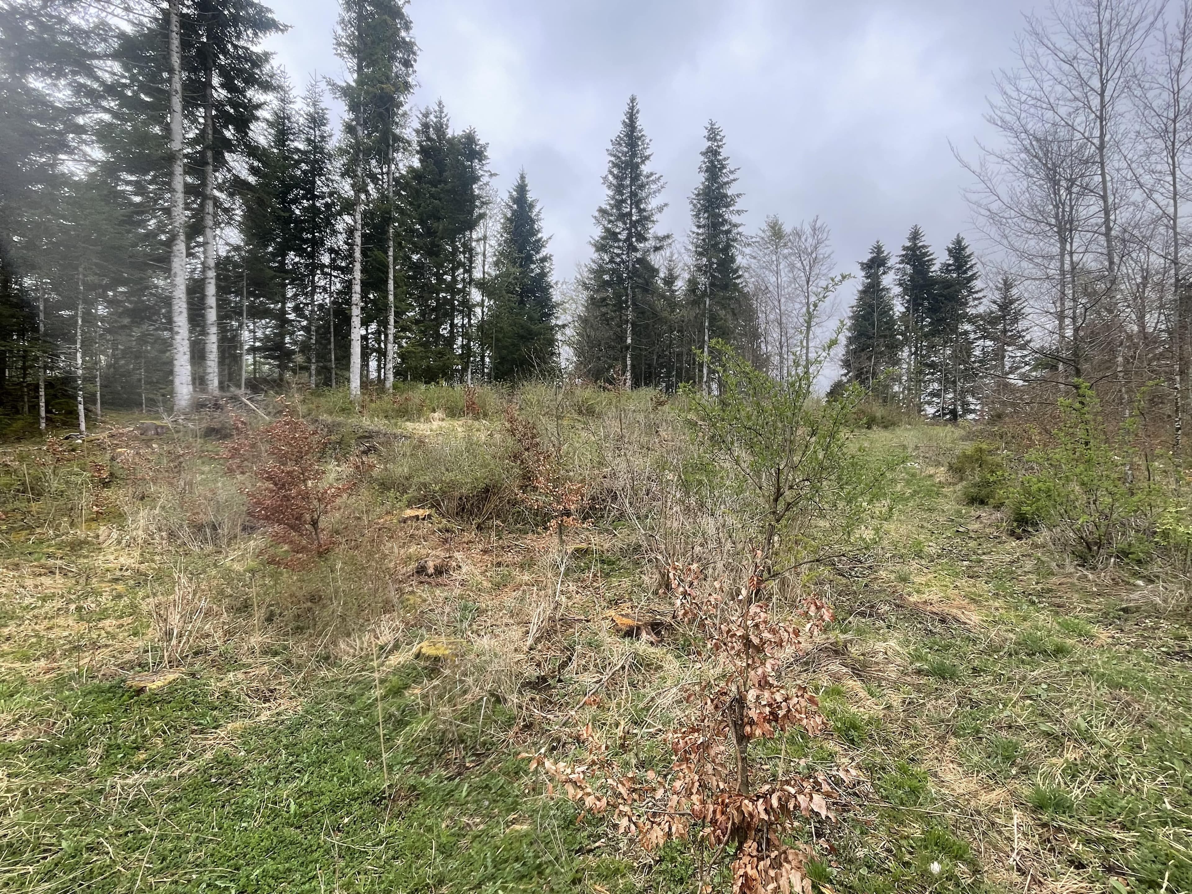Reforestation of a forest ravaged by bark beetles in the Jura