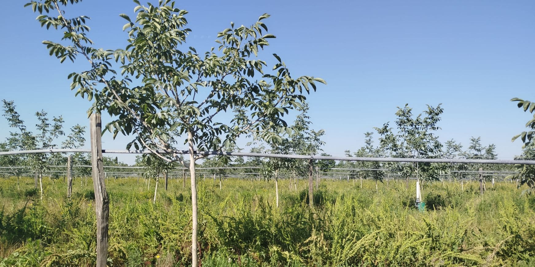 Plantation de kiwis et de noyers dans le Tarn-et-Garonne