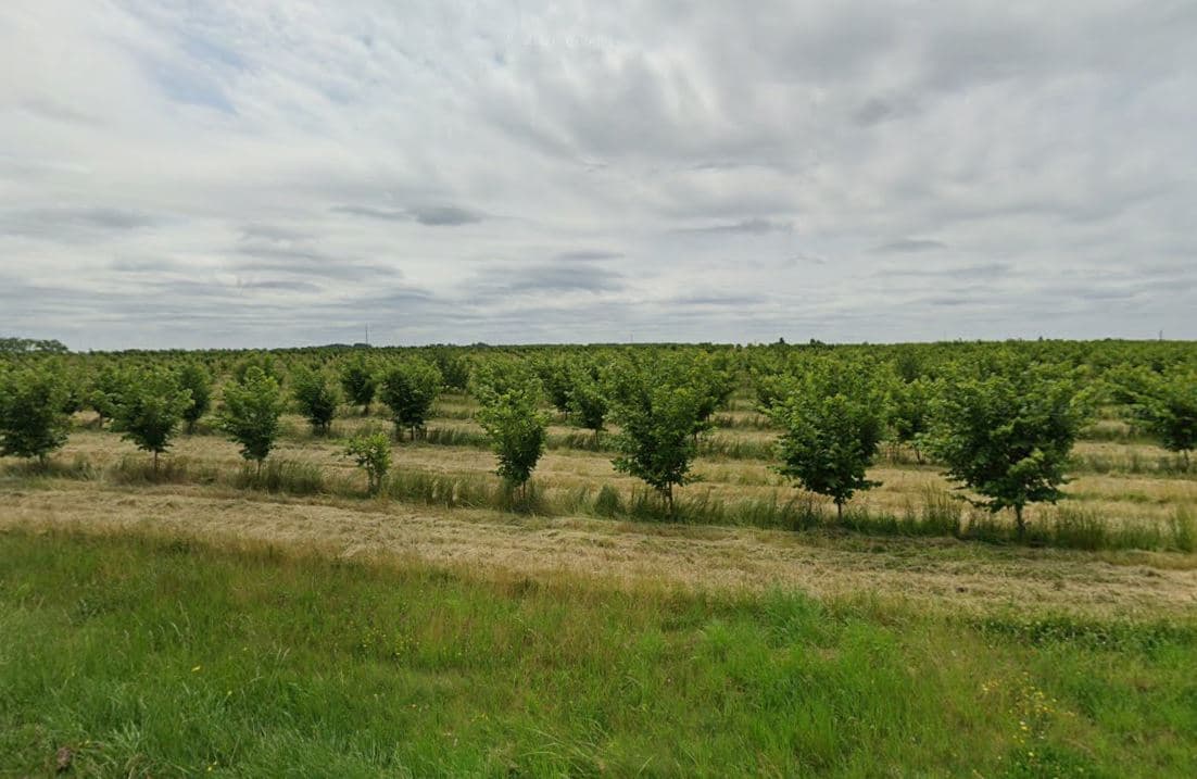 Hazelnut tree plantation in Charente-Maritime 
