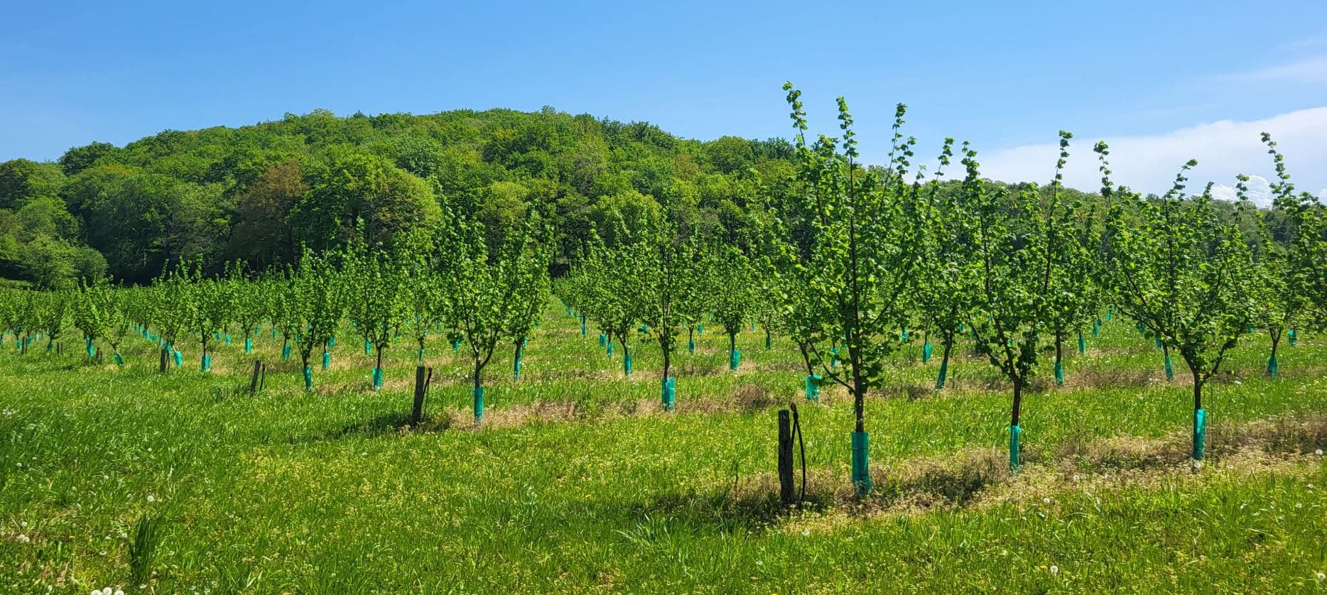 Hazelnut tree plantation in the Hautes-Pyrénées