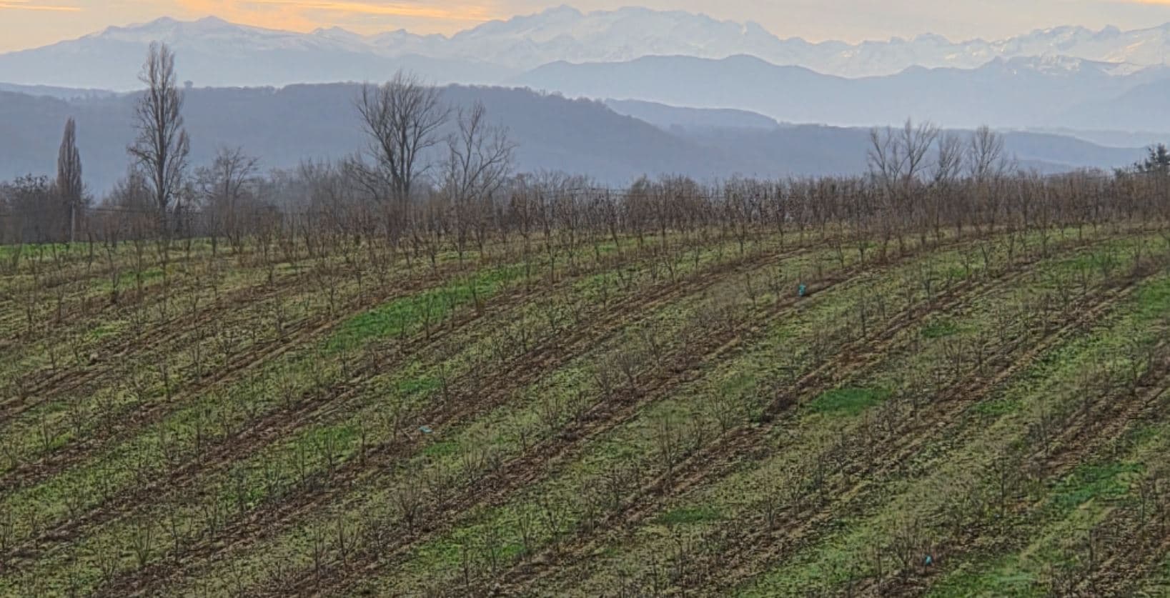 Nouvelle plantation de noisetiers dans le Gers