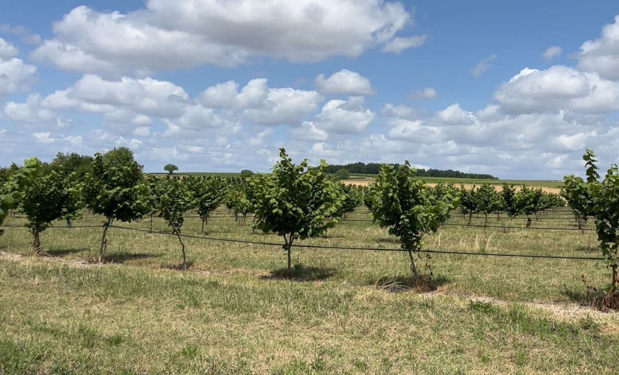 Plantation de noisetiers en Charente