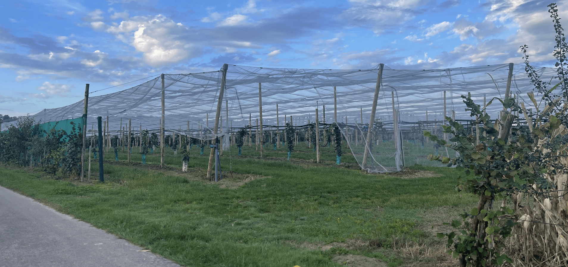 Nouvelle plantation de kiwis chez M. Dasquet