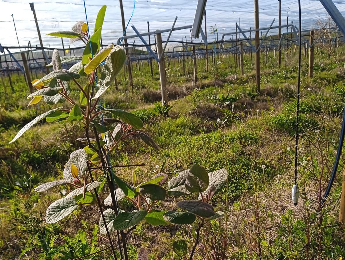 Création d'un verger de kiwis dans les Landes