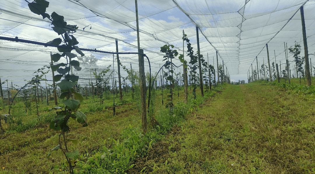 Plantation de kiwis bio chez M. Podenas