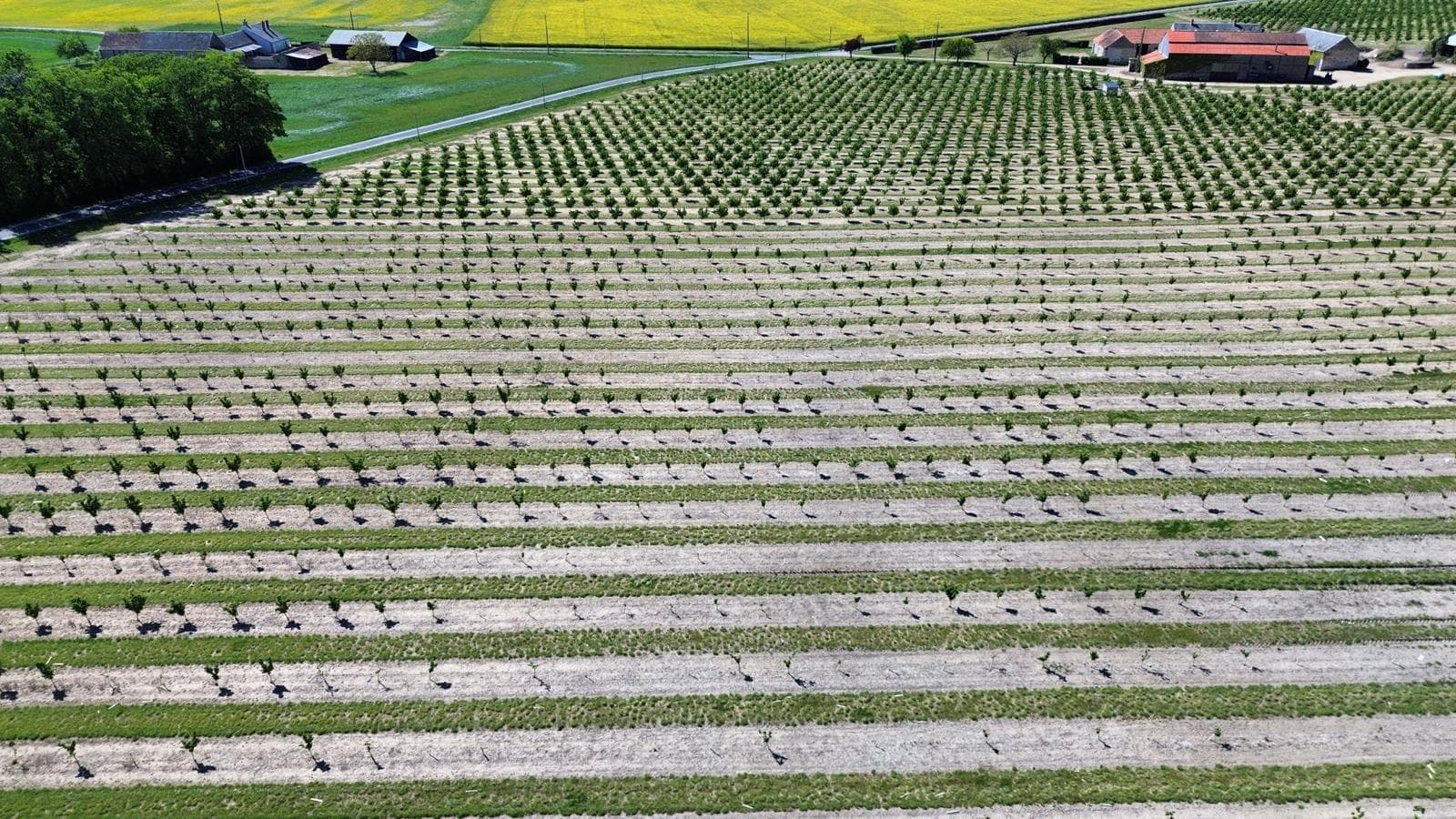 Plantation of 8 hectares of hazelnut trees in the Loiret