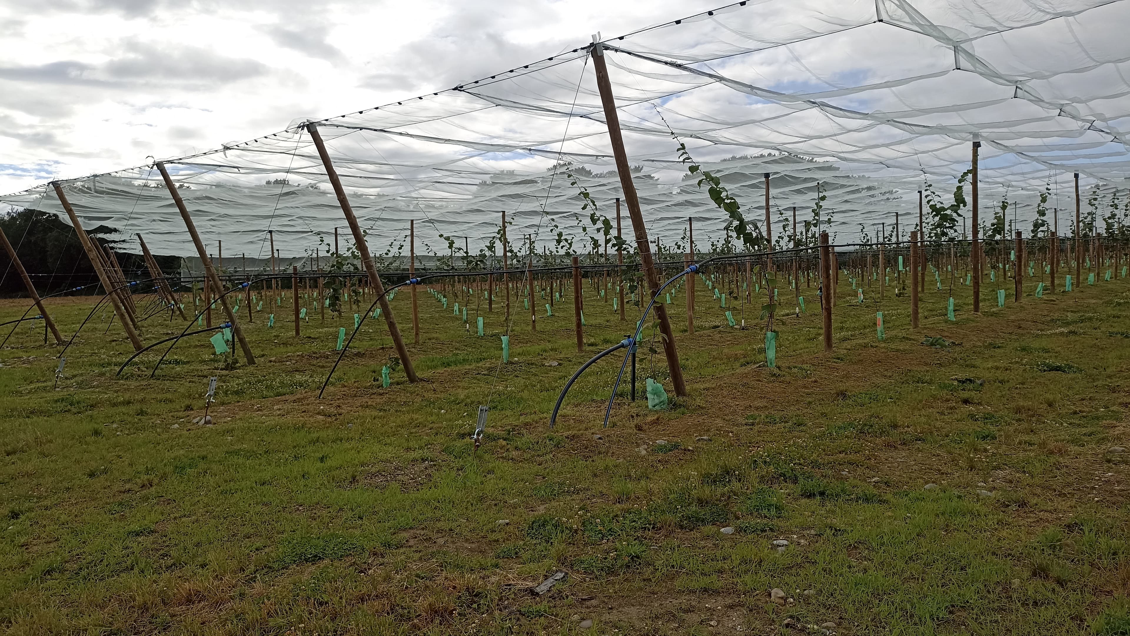 Plantation de kiwis à l'EARL de Loos