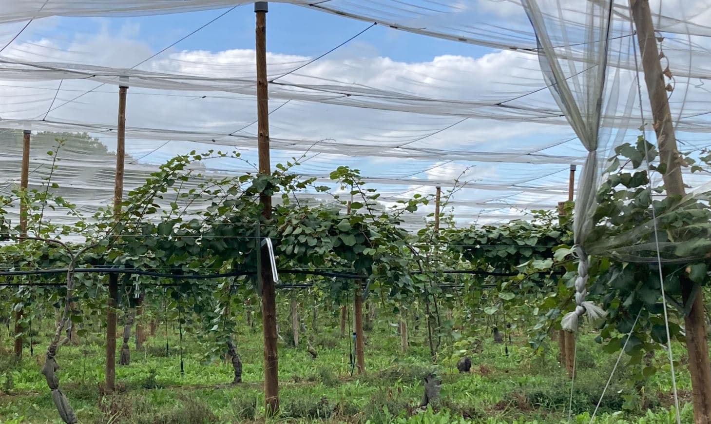 Nouvelle plantation de kiwis à l'EARL Isabe
