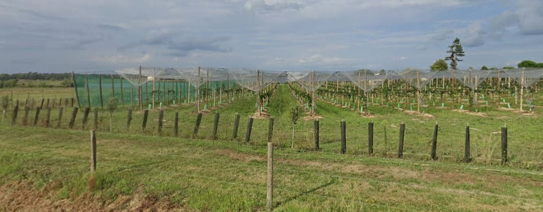 Nouvelle plantation de kiwis dans l'exploitation de Patrick Blanc