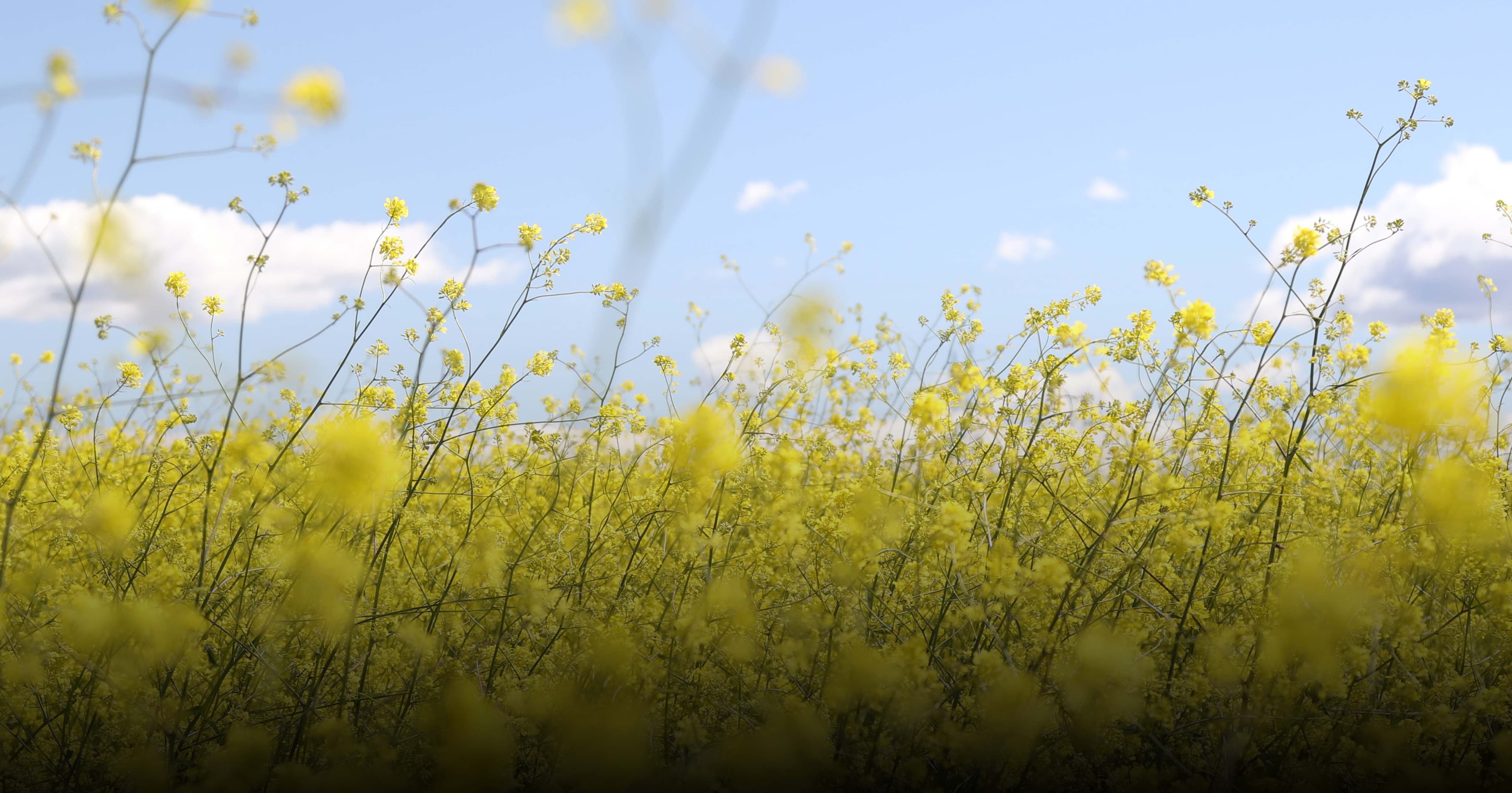 Projet bas carbone agricole en grandes cultures à Toussieu